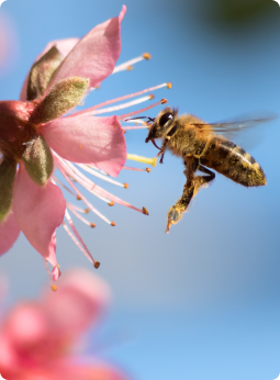 Abeille butinant